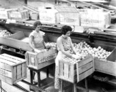 Employees of the Florence Citrus Growers Association packing boxes