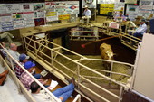 Okeechobee Livestock Market.