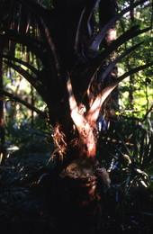 Cabbage palm, used to make swamp cabbage - Tampa, Florida.