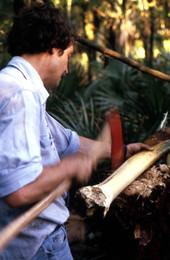 Ralph O'Brien cutting into the part of the cabbage palm where the swamp cabbage resides - Tampa, Florida.