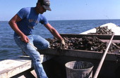 Measuring oysters - Apalachicola, Florida.