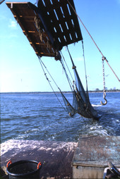 Lloyd's Seafood shrimp trawling net - Apalachicola Bay, Florida.