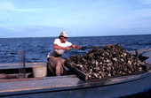 Cletis Anderson culling oysters - Apalachicola Bay, Florida.