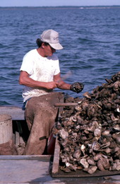 Cletis Anderson culling oysters - Apalachicola Bay, Florida.