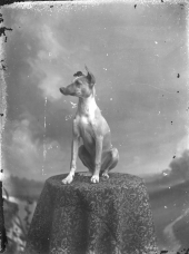 Dog posing on table