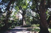 Landscaped grounds of the Thomas Edison home at the Edison-Ford Winter Estates tourist site in Fort Myers.