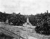 Citrus grove - Highlands County, Florida