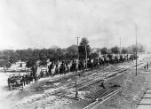 Fifteen wagonloads of oranges - Umatilla, Florida