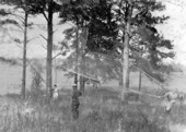 Capturing quail with nets - Leon County, Florida