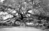 "Treaty Oak" in Jacksonville