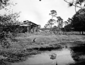 Abandoned turpentine camp