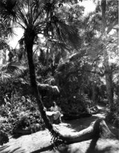 A young woman taking a break at McKee Jungle Gardens - Vero Beach, Florida.