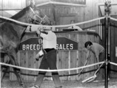 State Senator Bob Graham during workday as a "Pooper scooper" for Ocala Breeders Sales - Ocala, Florida.