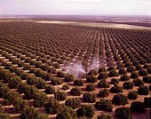 Aerial view showing orange grove being sprayed - Winter Garden, Florida.