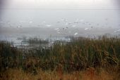 Flock of birds in the Everglades