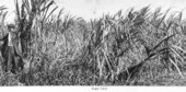 Sugar cane grown in the Everglades of Broward County