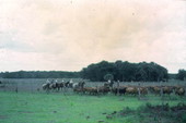 Cowboys driving cattle