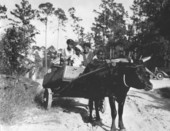 African Americans in an ox cart at Cherry Lake Farm.