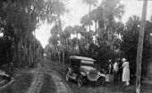 Tourists picking oranges in a roadside grove