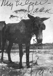 George Morikami's mule - Yamato, Florida