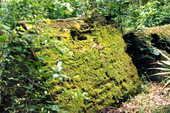 Two 19th-century crypts on Fort George Island - Jacksonville, Florida .