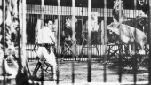 Clyde Beatty in the Big Cage at his Jungle Zoo in Ft. Lauderdale.