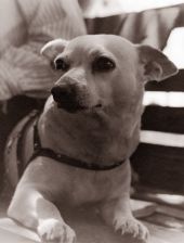 Close-up view of dog - Riviera Beach, Florida