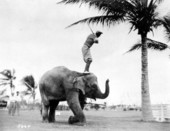 Rosie being used as a golf tee - Miami Beach, Florida