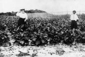 George Morikami on his farm - Yamato, Florida