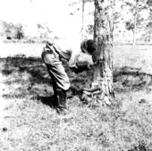 A worker cutting pine for turpentine