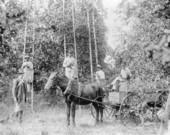 Picking fruit in John C. English seedling grove - Alva, Florida