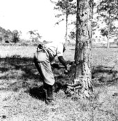 A worker cutting pine for turpentine