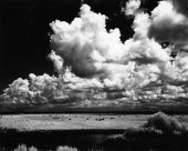 Grazing cattle- Everglades, Florida