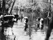 Range cattle at Wakulla Springs