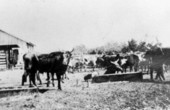 Florida range cattle - Punta Rassa, Florida