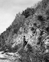 A man looking up to the Turtle Mound shell midden