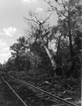 A cut cypress tree crashing into swamp - Copeland, Florida