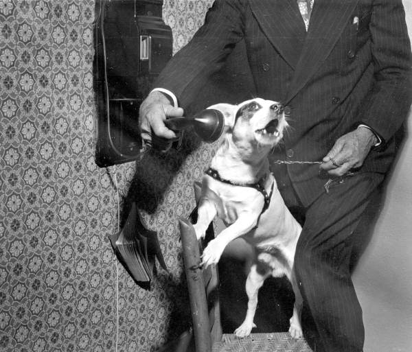 Had this Panama City pooch been subject to an annual tax, we could guess that he was on the phone with the local tax assessor lodging a complaint! (1957)