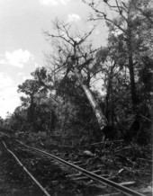 A cut cypress tree crashing into swamp - Copeland, Florida