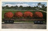 A Carload of Strawberries from Florida.